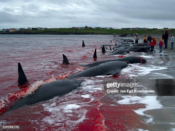 We still eat whale meat in the Faroe Islands.