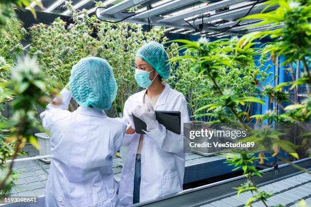 scienziata asiatica che lavora in una fattoria di cannabis di laboratorio. - canapa foto e immagini stock