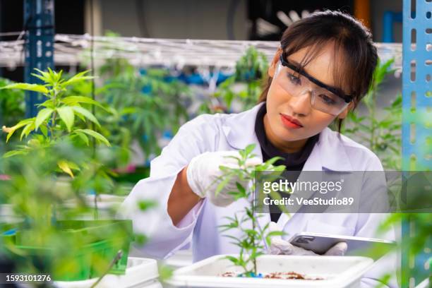 asian woman scientist working in laboratory cannabis farm. - cbd oil stock pictures, royalty-free photos & images