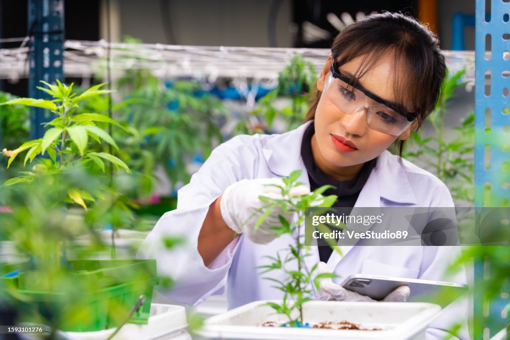 Cientista asiática que trabalha em laboratório de fazenda de cannabis.