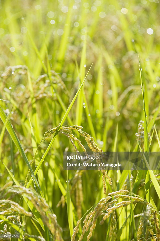 Mature rice with dew