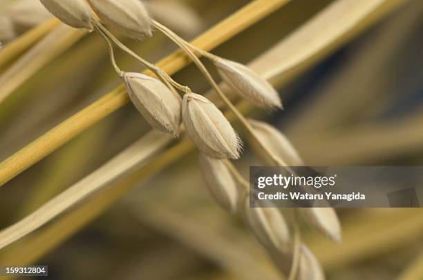 mature rice - husk stockfoto's en -beelden