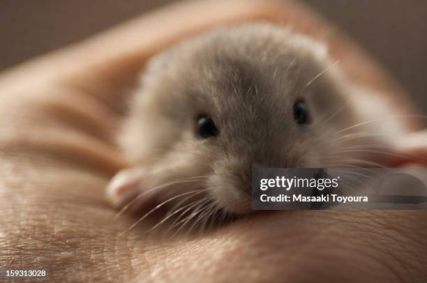 hamster in my hand - djungarian hamster stock pictures, royalty-free photos & images