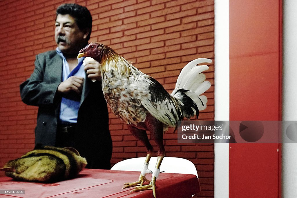 Cockfight in Colombia