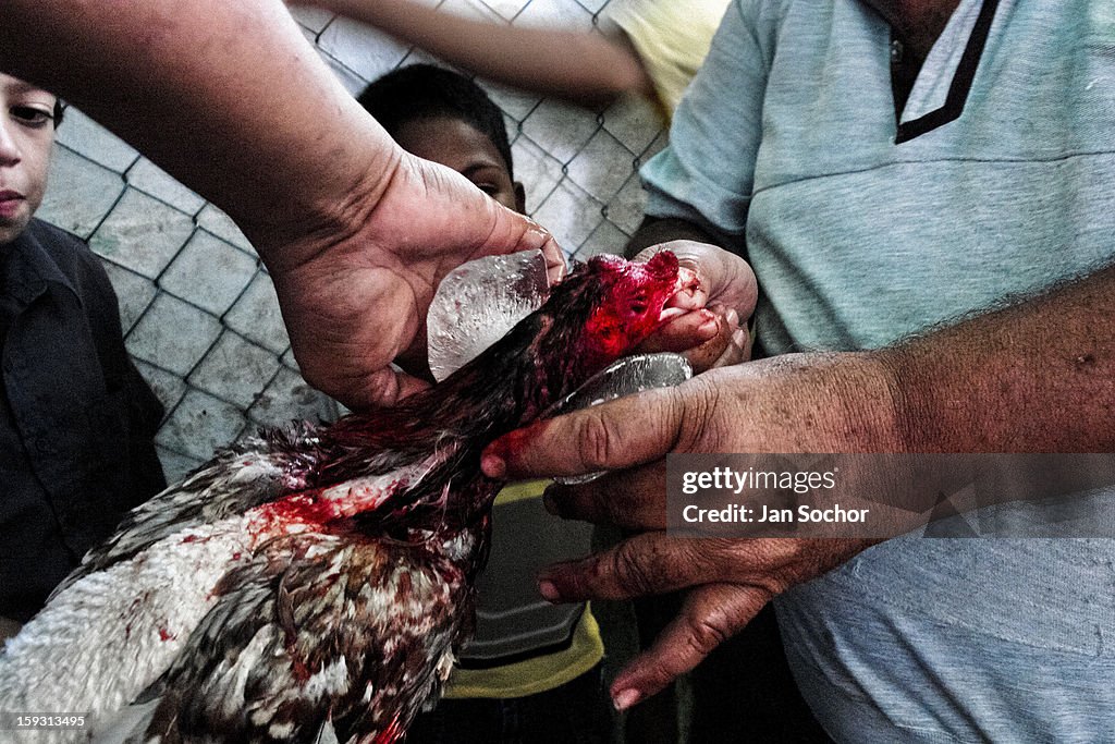 Cockfight in Venezuela