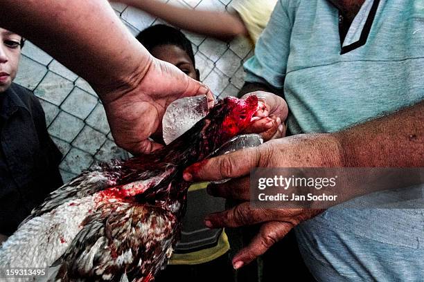 Venezuelan man tries to save the life of a injured cock after it loses a match in Cabure, Venezuela on May 28 2006. Cockfight is a widely popular and...