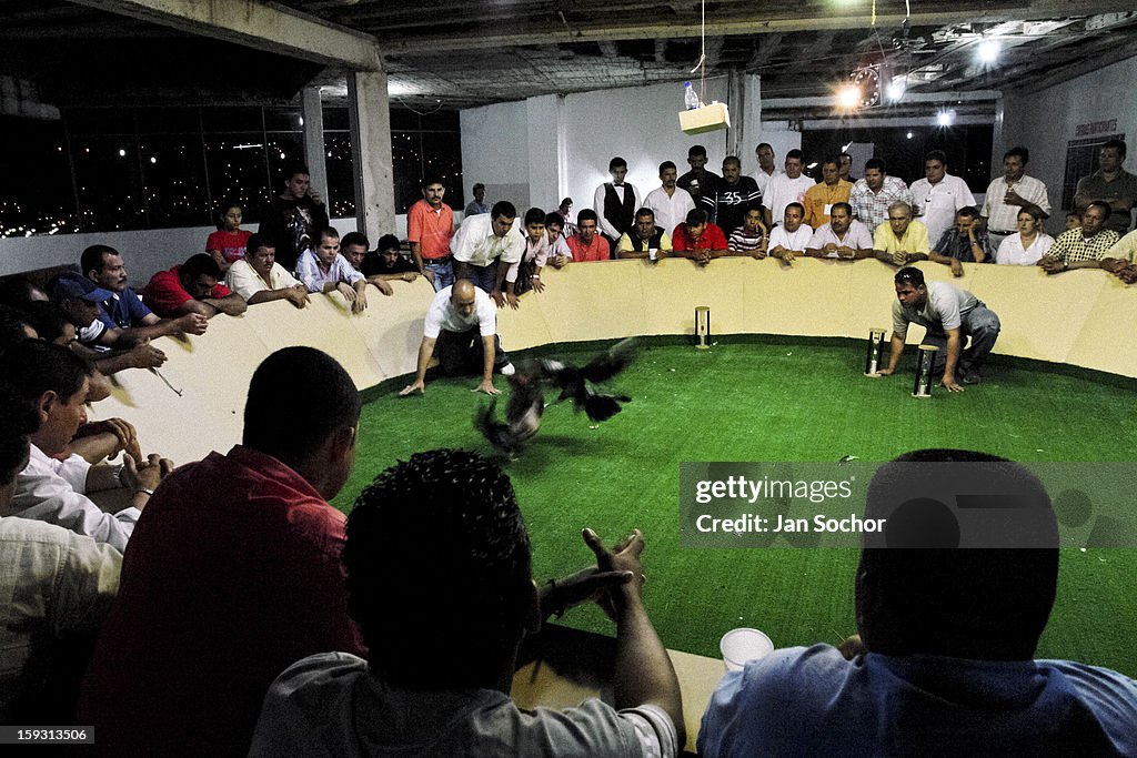 Cockfight in Colombia