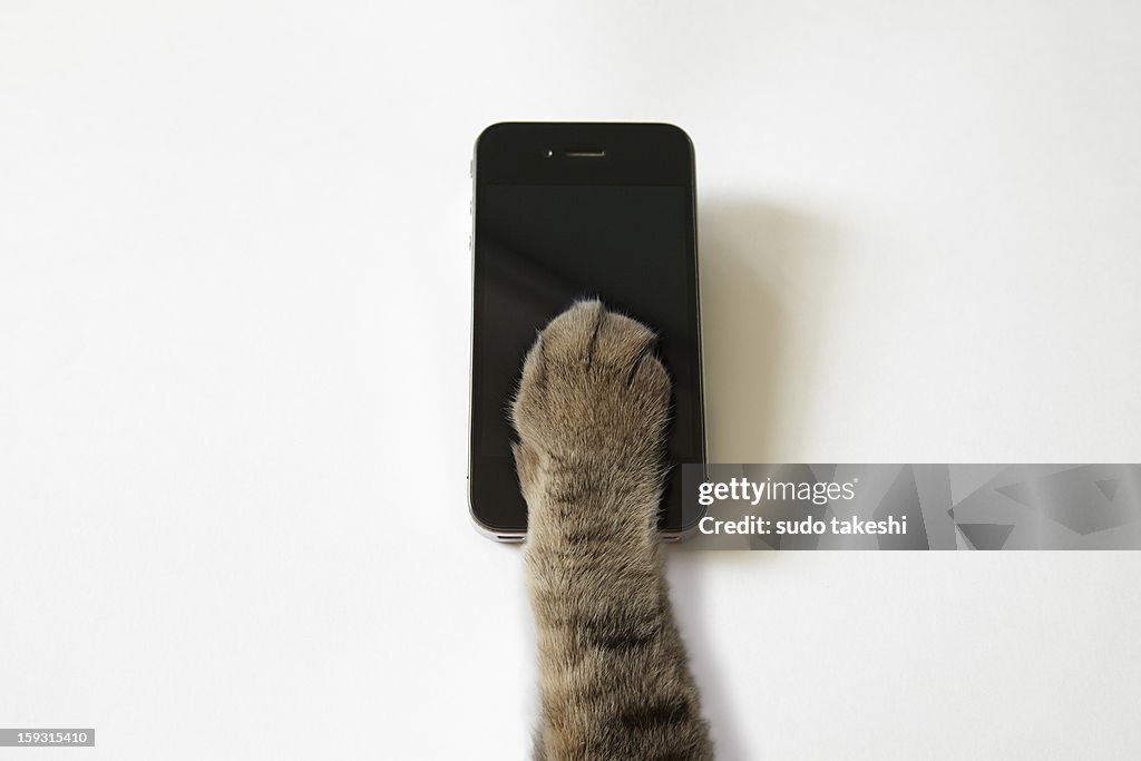 Cat's hand to operate the touch panel.