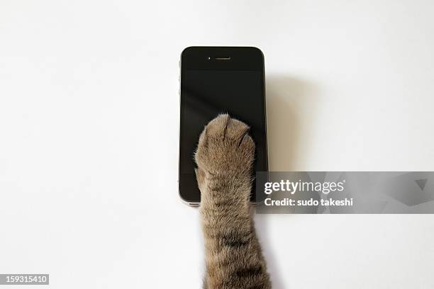 cat's hand to operate the touch panel. - paw stock pictures, royalty-free photos & images