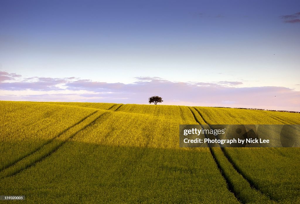 Single Tree on Golden Field