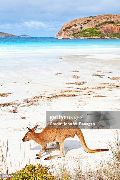 kangaroos on beach, esperance - kangaroo on beach bildbanksfoton och bilder