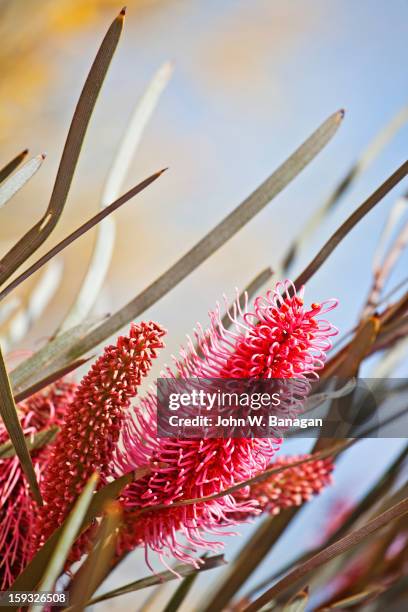 wild grevillea by roadside, w.a. - indigenous australia stock pictures, royalty-free photos & images