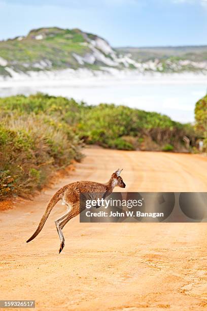 kangaroos on beach, esperance - kangaroo on beach foto e immagini stock