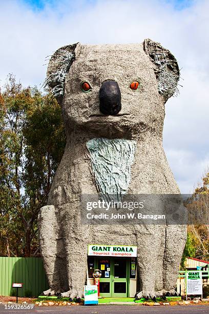 giant koala, victoria , australia - australia koala stock pictures, royalty-free photos & images