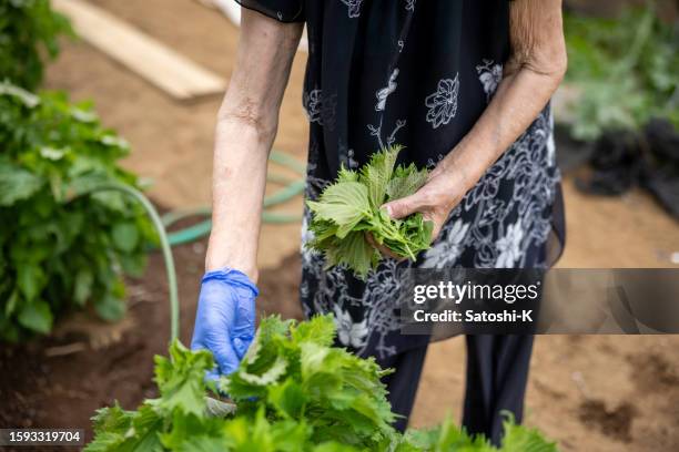 senior woman harvesting japanese shiso herbs - human limb stock pictures, royalty-free photos & images
