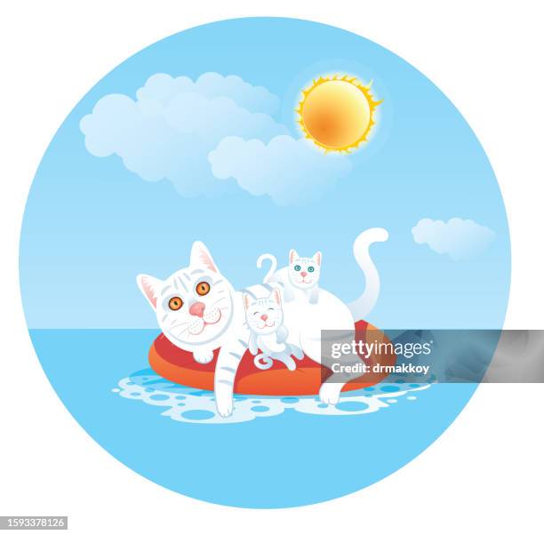 cat swimming in the sea and her kittens - turkish angora stock illustrations