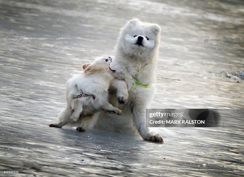 CHINA-LIFESTYLE-ANIMALS