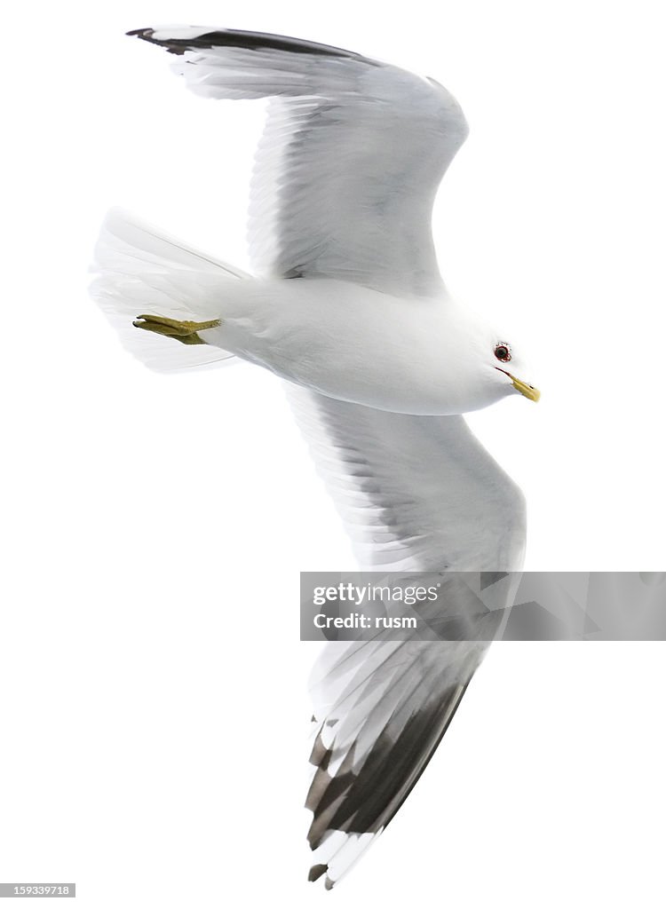 Seagull with clipping path on white background