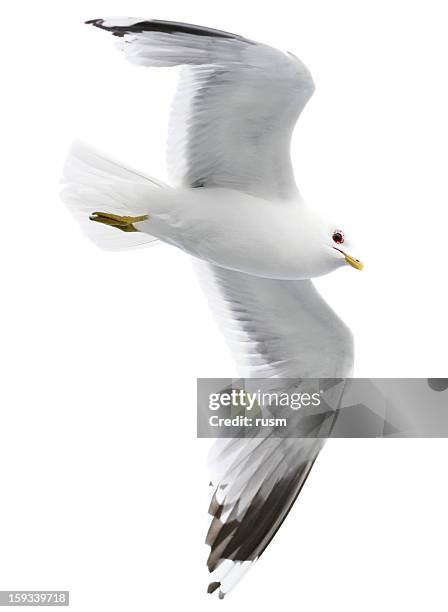 seagull with clipping path on white background - seagull bildbanksfoton och bilder