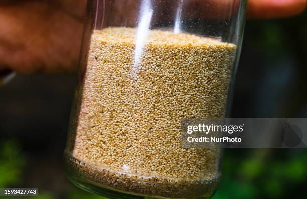 Poppy seed is an oilseed obtained from the opium poppy . The tiny, kidney-shaped seeds have been harvested from dried seed pods by various...