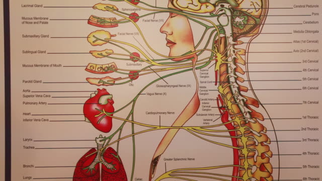 118 Autonomic Nervous System Videos and HD Footage - Getty Images
