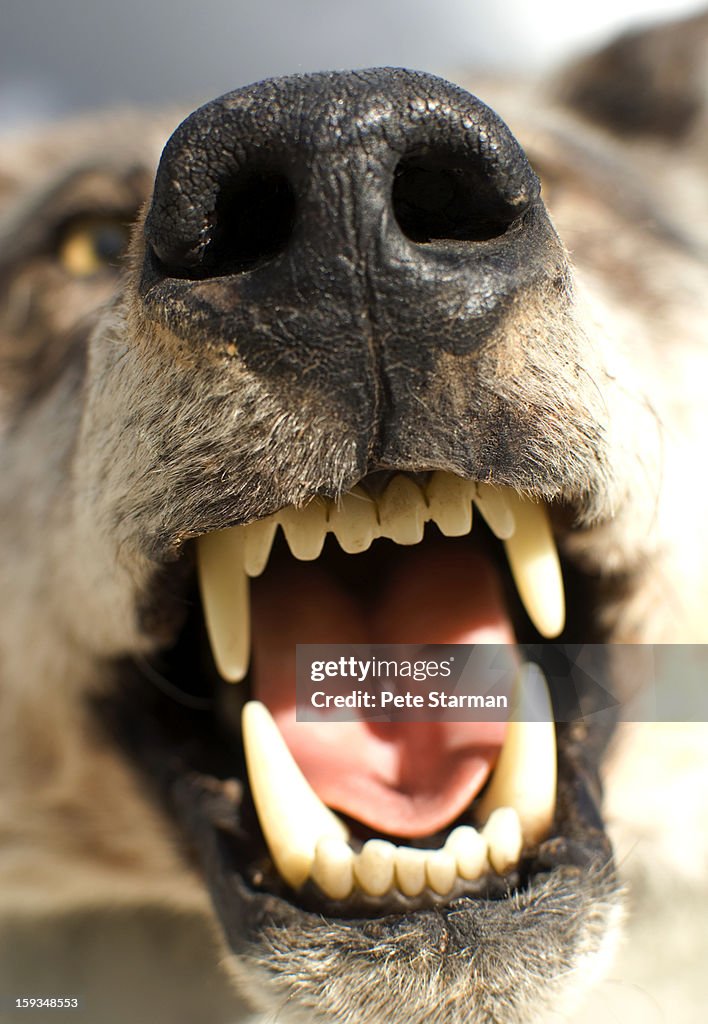Open mouth of taxidermic Artic wolf