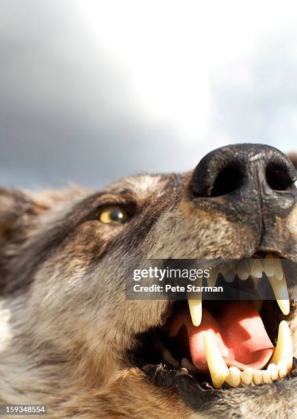 open mouth of taxidermic arctic wolf - chewing with mouth open stock pictures, royalty-free photos & images