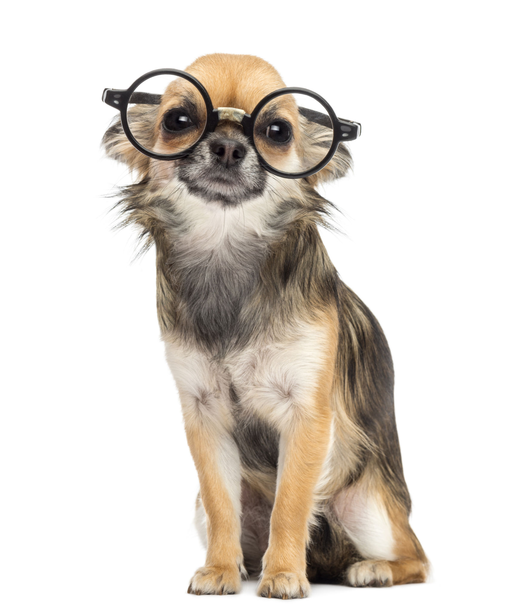 smart small dog