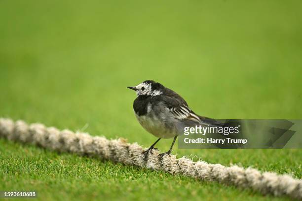 Detailed view as a bird sits on the boundary rope during the Metro Bank One Day Cup match between Somerset and Warwickshire at The Cooper Associates...