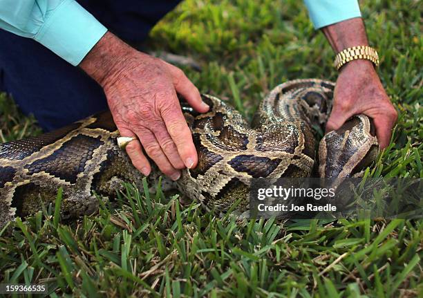 Burmese python is seen on display at the registration event and press conference for the start of the 2013 Python Challenge on January 12, 2013 in...