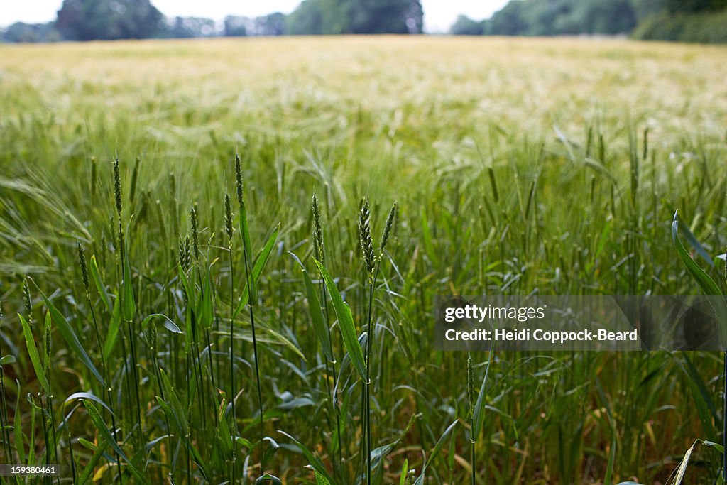 Long Grass