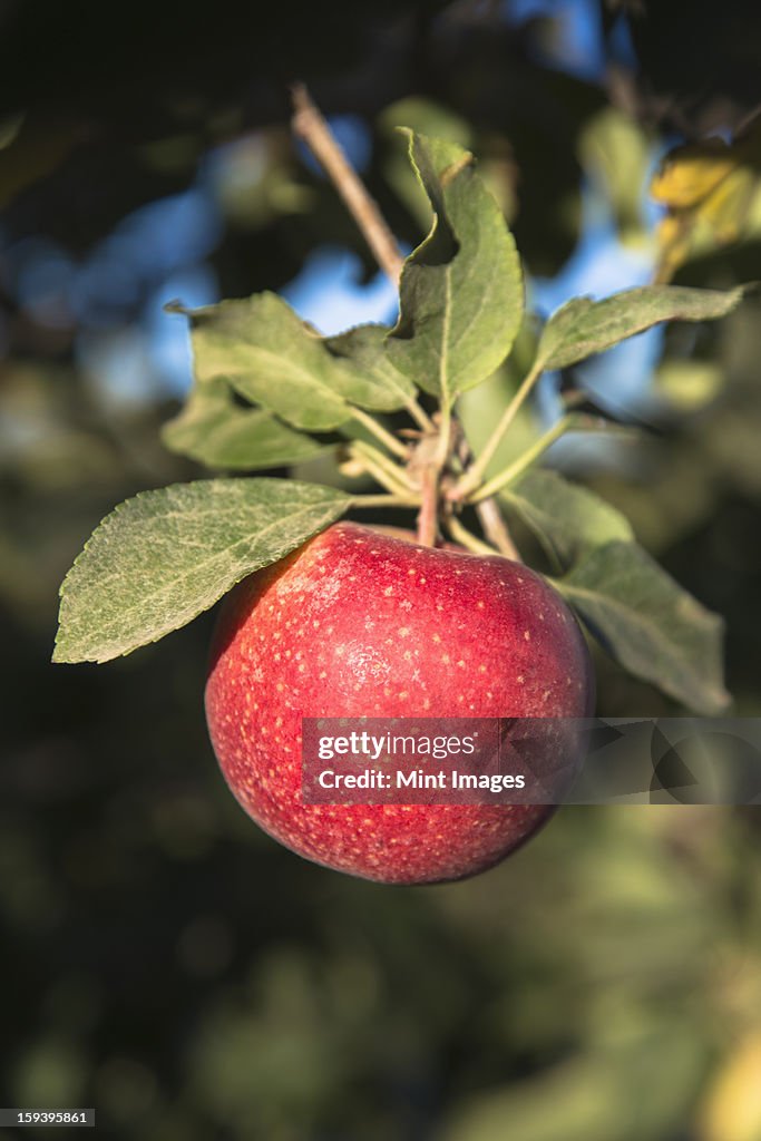 Close up of a red skinned Gala apple on a tree.