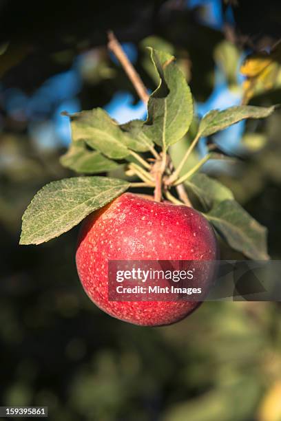 close up of a red skinned gala apple on a tree. - gala apples stock pictures, royalty-free photos & images