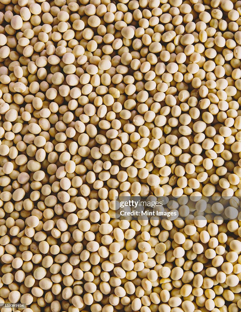Soybeans, small round beans, one of the most popular and healthy legumes. 