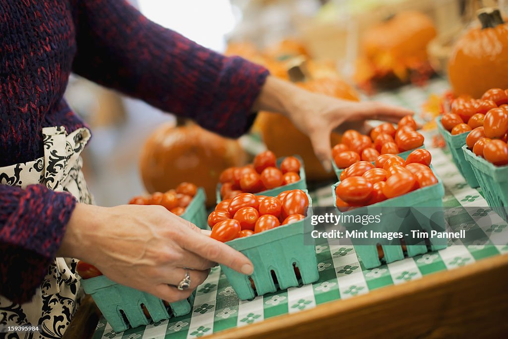 Organic Farmer at Work. A woman arranging a row of punnets of tomatoes.