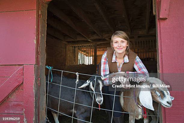 a goat farm. a young girl leaning on the barrier of the goat shed, with two animals peering out. - goat pen stock pictures, royalty-free photos & images