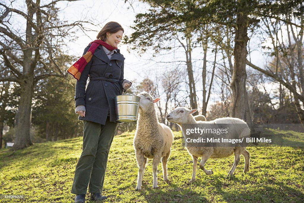 Une femme avec un seau à manger avec deux moutons dans un champ.