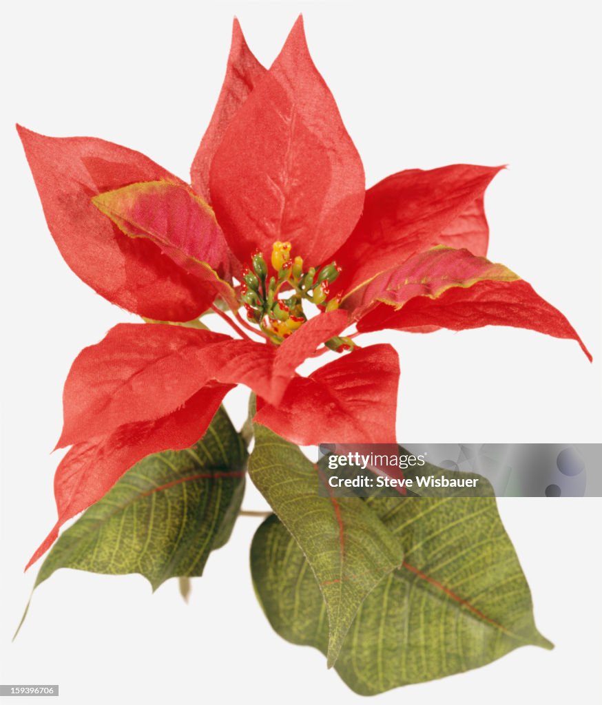 An artificial fake poinsettia plant