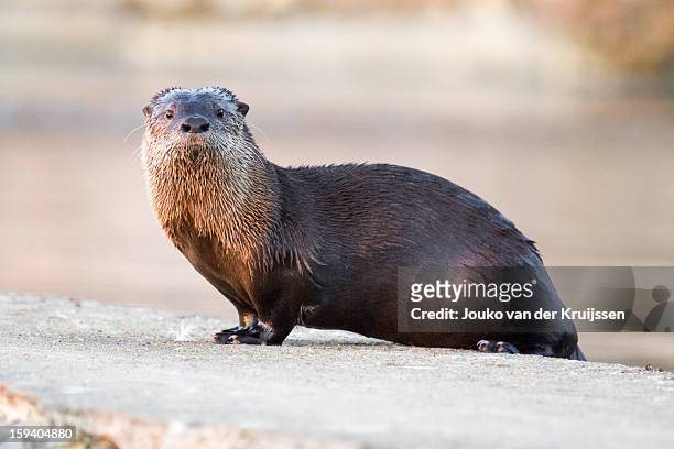 sutro baths river otter - カワウソ ストックフォトと画像