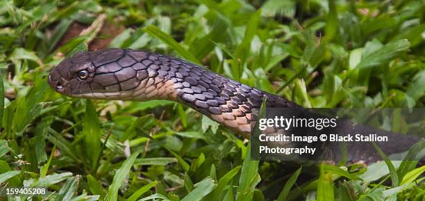 king cobra 3 - king cobra stock pictures, royalty-free photos & images