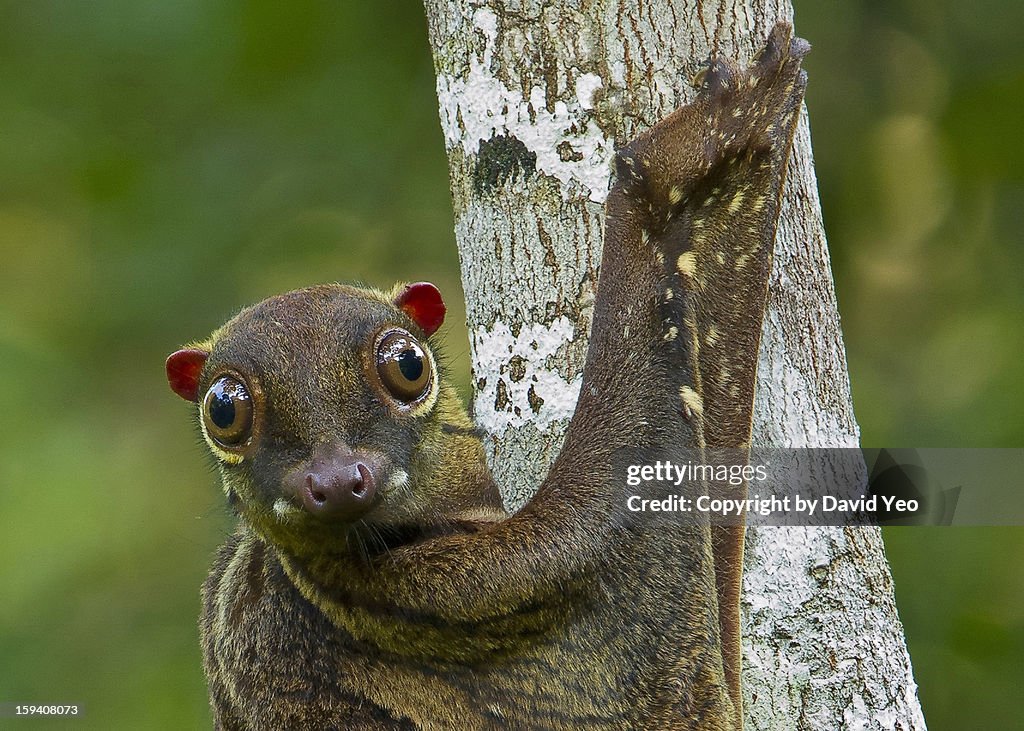 Malayan Colugo
