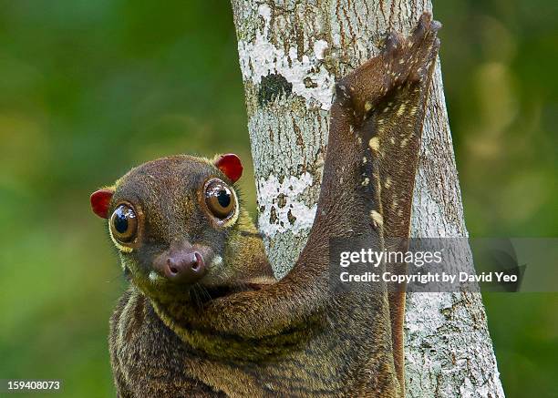 malayan colugo - colugo - fotografias e filmes do acervo