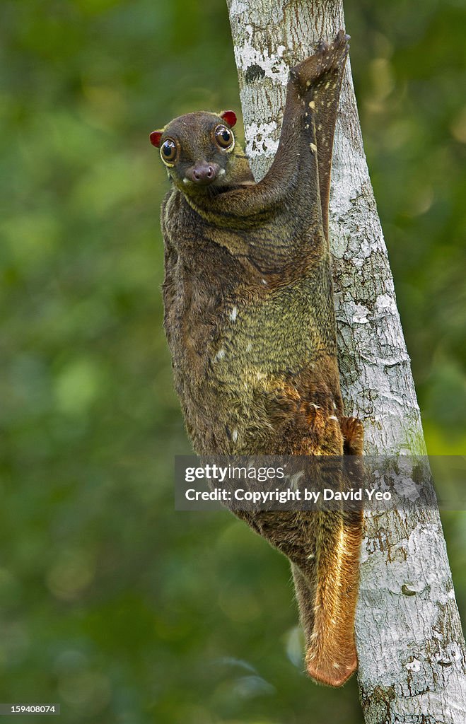 Malayan Colugo_0046