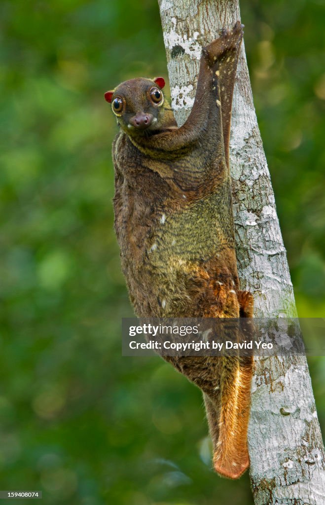 Malayan Colugo_0046