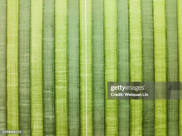 green ground texture - texture lin stock pictures, royalty-free photos & images