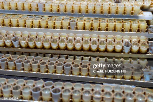 collecting royal jelly fresh from farms - royal jelly stock pictures, royalty-free photos & images