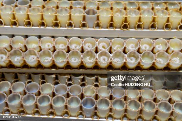 collecting royal jelly fresh from farms - royal jelly stock pictures, royalty-free photos & images