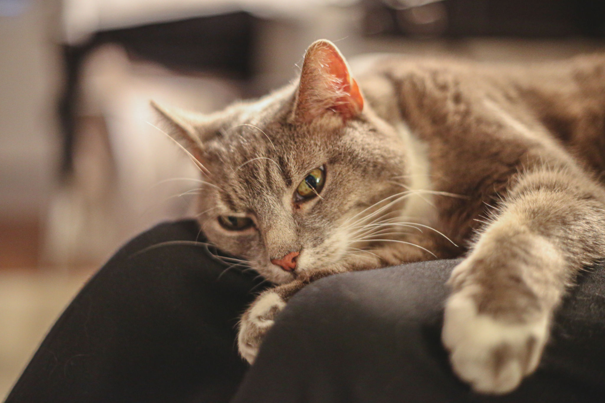 Tired grey cat resting on it's owner's lap Tired grey cat resting on it's owner's lap