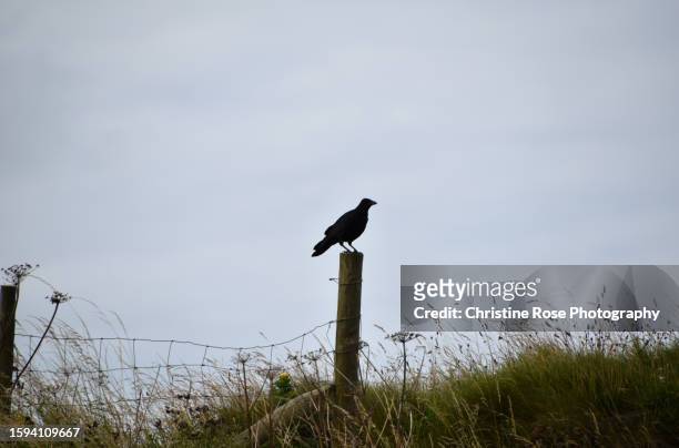 crow perching on a post - stakes day stock pictures, royalty-free photos & images