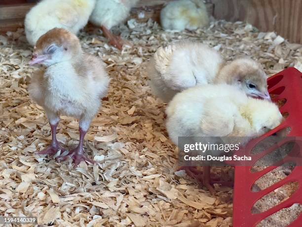 little children birds on the farm - poultry netting stock pictures, royalty-free photos & images